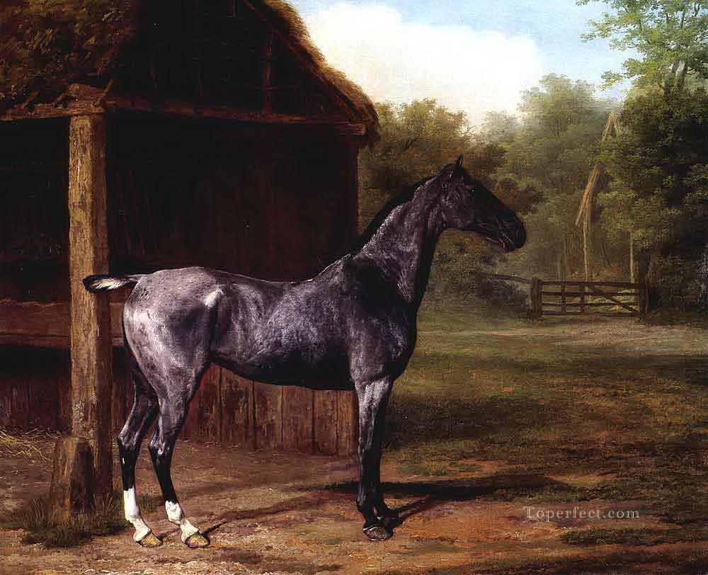 dw019fD11 animal chevaux Peintures à l'huile